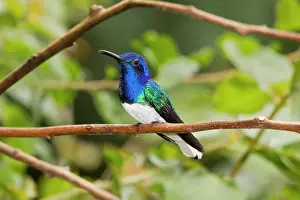 Mellivora: White-necked Jacobin Hummingbird