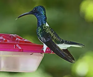 Feeders: White-necked Jacobin Hummingbird feeding at feeder