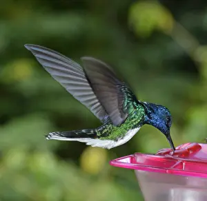 Feeders: White-necked Jacobin Hummingbird hovering at feeder
