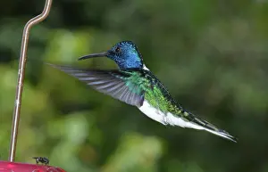 Feeders: White-necked Jacobin Hummingbird hovering at feeder