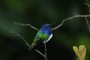 Hummer: White-necked Jacobin male