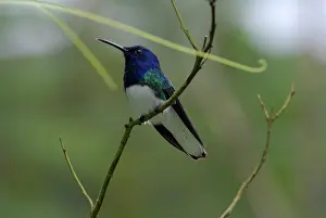 Hummer: White-necked Jacobin male
