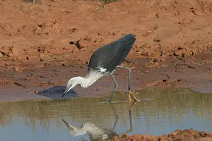 Pacifica: White-necked / Pacific Heron - at drying pool