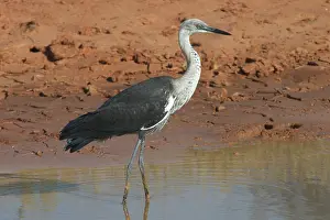 Pacifica: White-necked / Pacific Heron - at drying pool