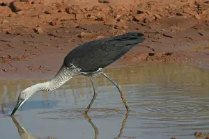 Pacifica: White-necked / Pacific Heron - at drying pool