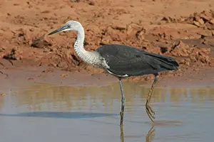 Pacifica: White-necked / Pacific Heron - at drying pool
