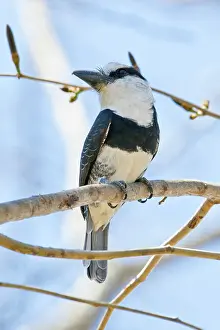 Ensenada: White-necked Puffbird