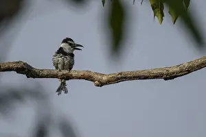 Puffbird: White-necked Puffbird - White-necked Puffbird perched