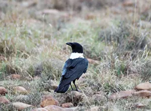 Albicollis: White-necked Raven