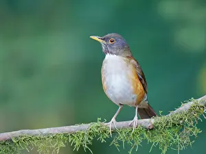 Thrush: White Necked Thrush Turdus albicollis Atlantic Forest