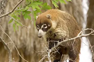 Coatis: White-nosed Coati