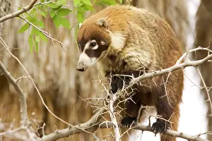 Coatis: White-nosed Coati