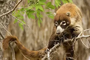 Coatis: White-nosed Coati