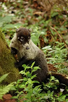Coatis: White-nosed Coati
