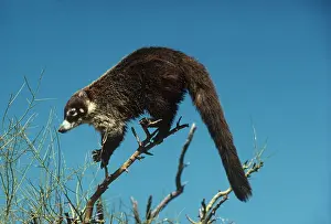 Coatis: White-nosed Coati