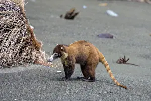 Procyonid: White nosed coati (Nasua narica), Corcovado National