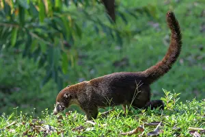 Lodge: White nosed coati (Nasua narica), Laguna del Lagarto