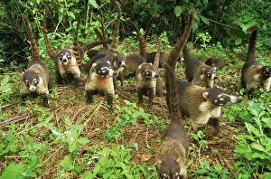 Troop: White-nosed Coati - troop walking with tails up in air