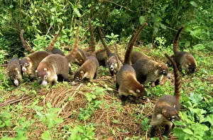 Coatis: White-nosed Coatimundi - group