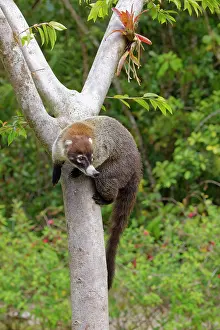 Alajuela: White Nosed Coatimundi Nasua nasua Alajuela, Costa Rica MA00