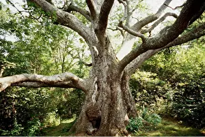 Oaks: White Oak - so called wolf tree