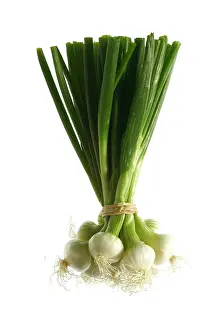 Onions: White Onion / Spring Onions