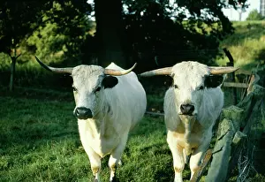Kindom: WHITE PARK CATTLE