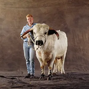 Yann Arthus-bertrand: White Park Cattle - bull