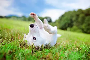 Parson: White Parson Russell Terrier lies on his back in