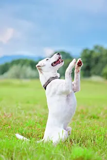 Parson: White Parson Russell Terrier sitting up and begging