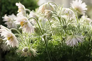 Peach: White Pasque flower, Pulsatilla, Pulsatilla vulgaris