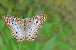 Anartia: White Peacock Butterfly