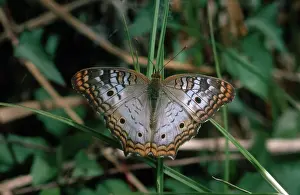 Peacock: White Peacock Butterfly