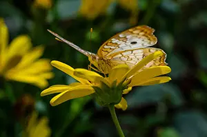 Found: White Peacock butterfly (Anartia jatrophae). Found