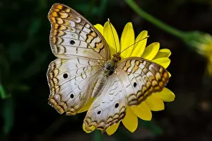 Peacock: White Peacock butterfly (Anartia jatrophae). Found