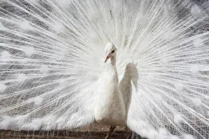 Albinism: White Peacock (Pavo cristatus) displaying, courtship