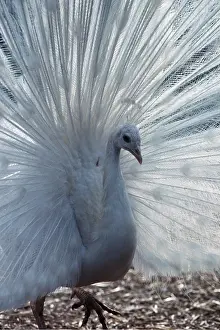 Albino: White PEACOCK / PEAFOWL - displaying