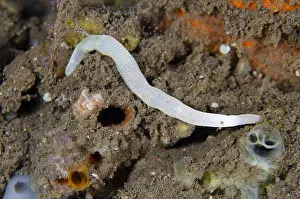 161018: White Peanut (aka Sipunculid) Worm - Melasti dive