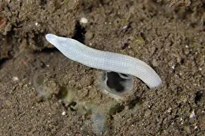 161018: White Peanut (aka Sipunculid) Worm - Melasti dive