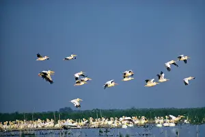 Roberta Gooders: White Pelican