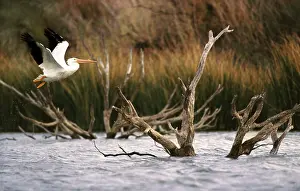 Marshlands: White pelican