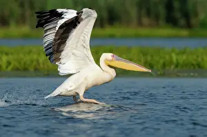 Pelicanus: White Pelican