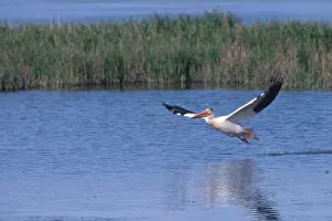 Marshlands: White Pelican