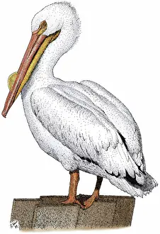 Pelecanidae: White Pelican