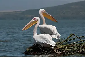 Naivasha: White pelican