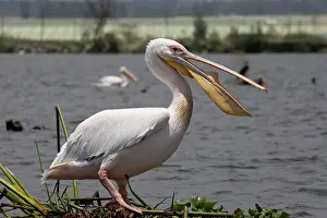 Naivasha: White Pelican