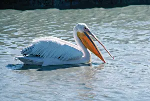 Julie Bruton-seal: White Pelican - fishing