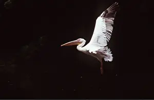 Pelicans: WHITE PELICAN - in flight