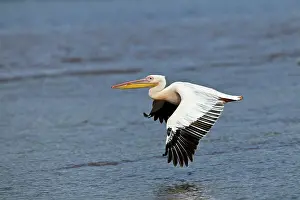 Nakuru: White Pelican in flight, Lake Nakuru National