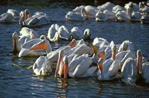 Marshlands: White Pelican flock Feeding